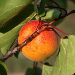 Apricots (No Apricots available for 2023)